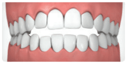 Detailed model of healthy human teeth and gums